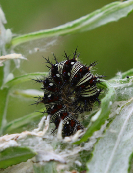 American Lady caterpillar